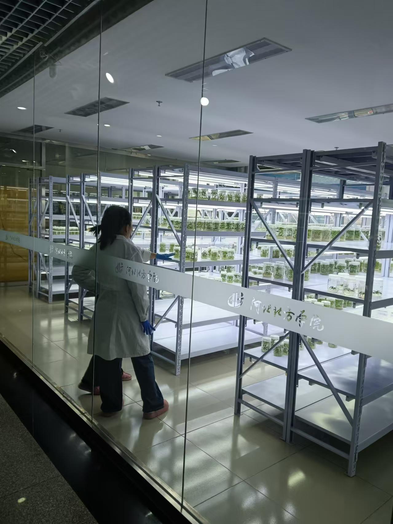 辛集植物组培室设计的基本布局有哪些？