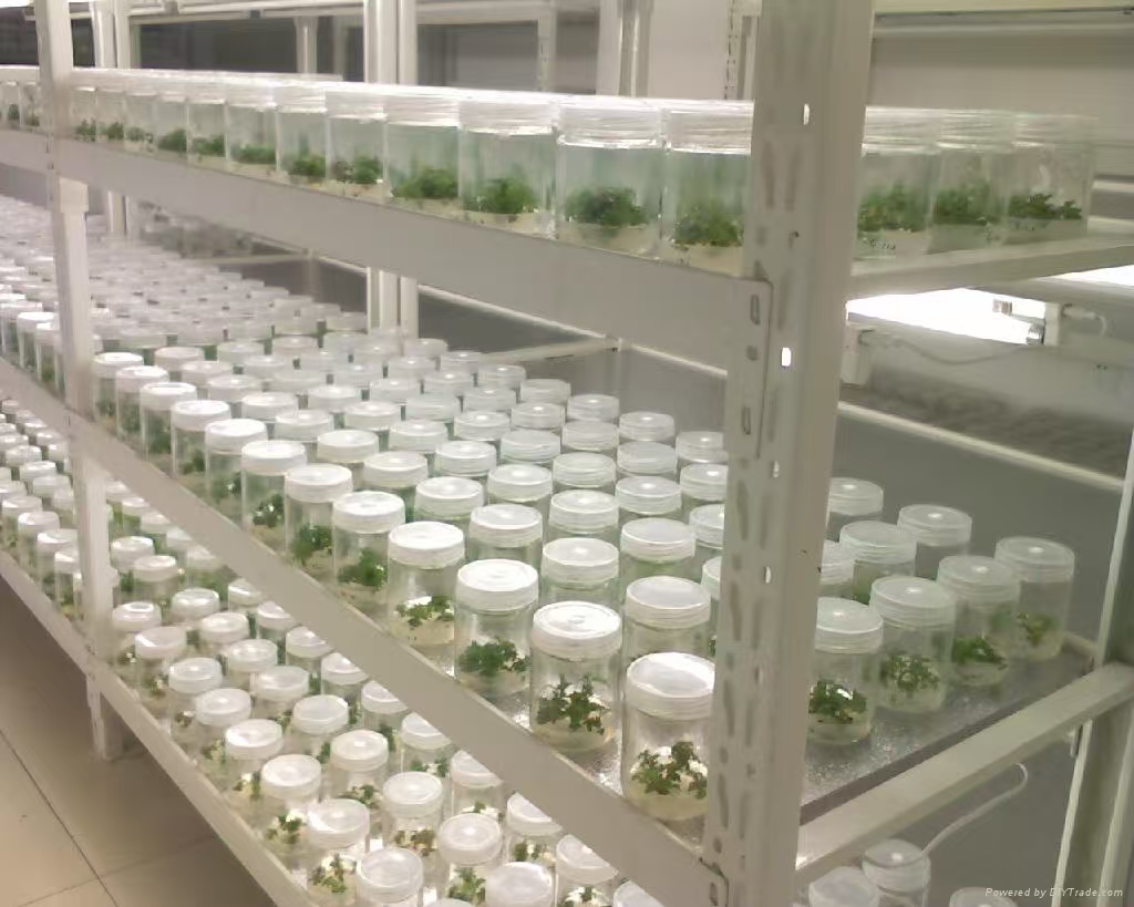 辛集组培实验室应该如何布局